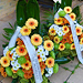 Smute�n� floristika