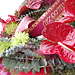 Smute�n� floristika