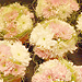Svatebn� floristika
