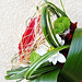 Svatebn� floristika